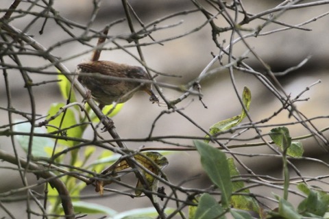 Treecreeper